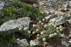 Eriogonum kingii