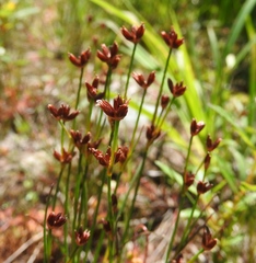 Juncus bulbosus