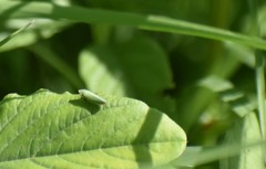 Draeculacephala minerva