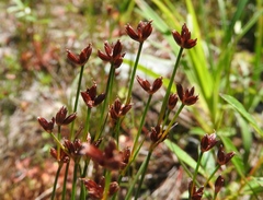 Juncus bulbosus