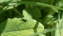 Draeculacephala minerva