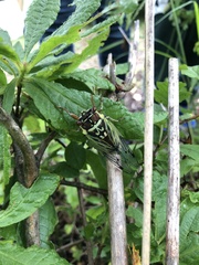 Auritibicen bihamatus