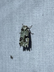 Emarginea percara