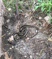 Thamnophis sirtalis semifasciatus