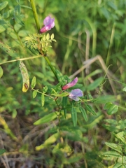 Vicia sepium