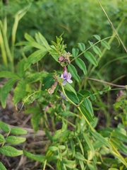 Vicia sepium