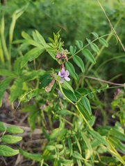Vicia sepium