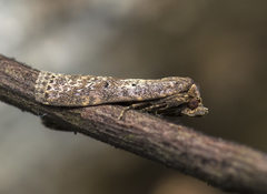 Lepidoptera