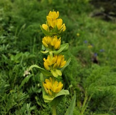 Gentiana lutea montserratii
