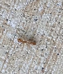 Pseudomyrmex pallidus