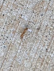 Pseudomyrmex pallidus