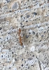 Pseudomyrmex pallidus