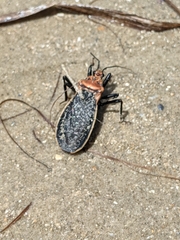 Rhiginia cinctiventris