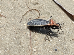 Rhiginia cinctiventris