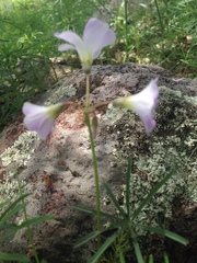 Oxalis decaphylla