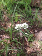 Cyperus seslerioides