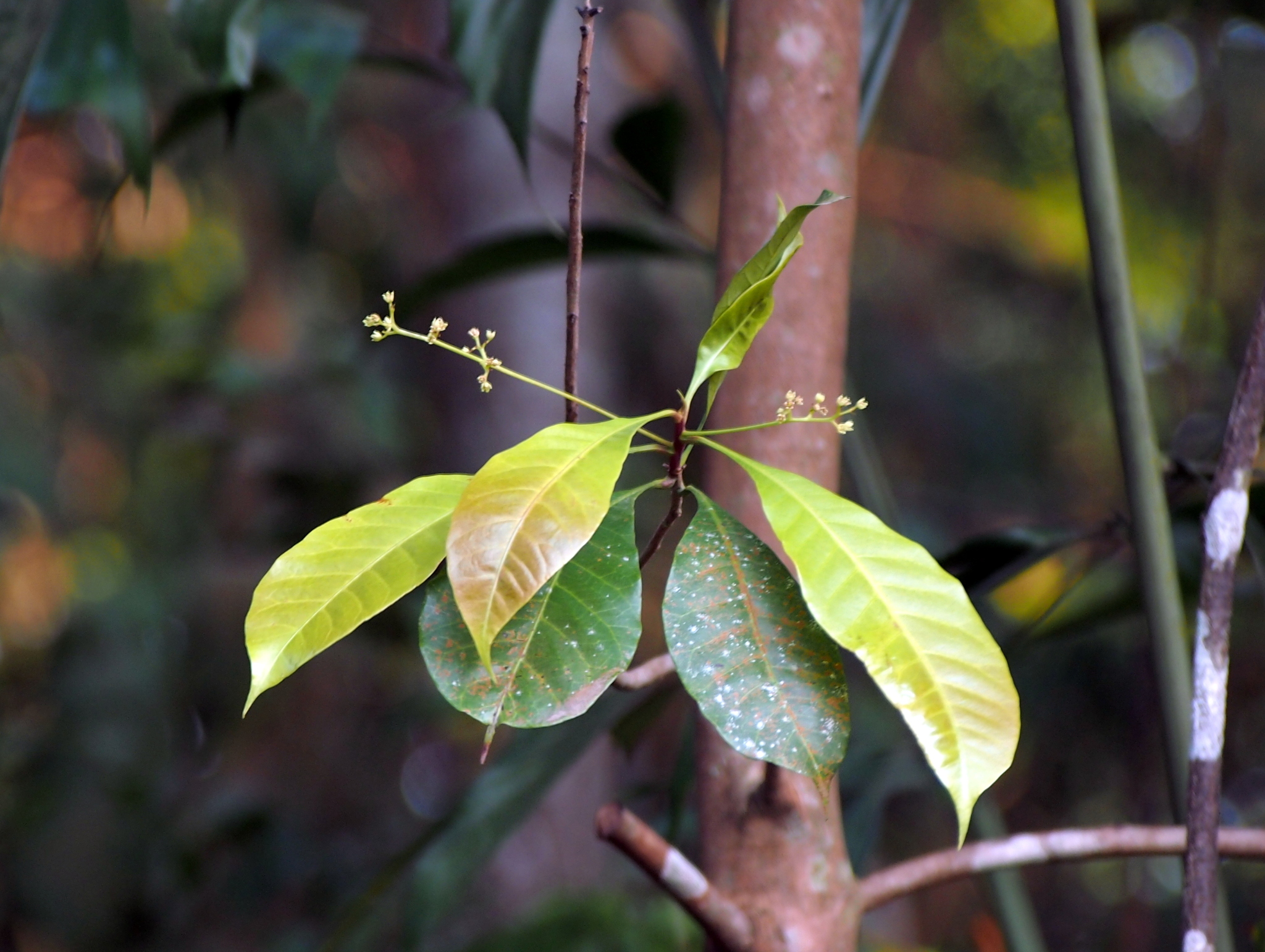 Buchanania