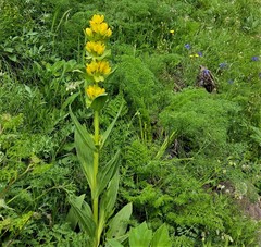 Gentiana lutea montserratii