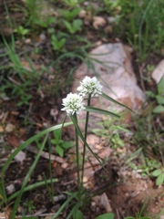 Cyperus seslerioides