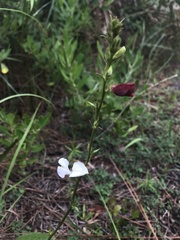 Tephrosia spicata