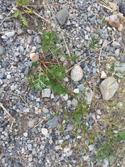 Potentilla bimundorum