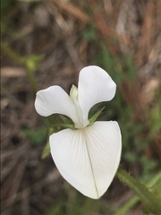 Tephrosia spicata