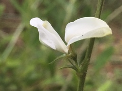 Tephrosia spicata