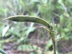 Tephrosia spicata