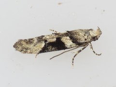 Coleotechnites atrupictella