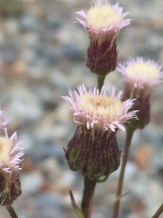 Erigeron acris kamtschaticus