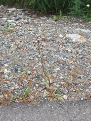 Erigeron acris kamtschaticus