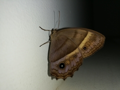 Taygetis asterie