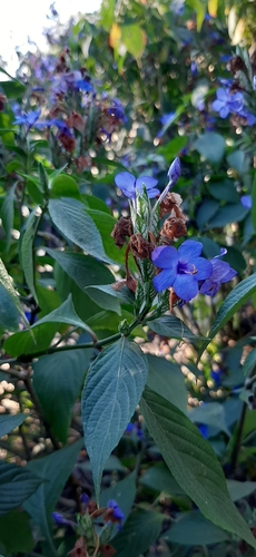 Eranthemum pulchellum