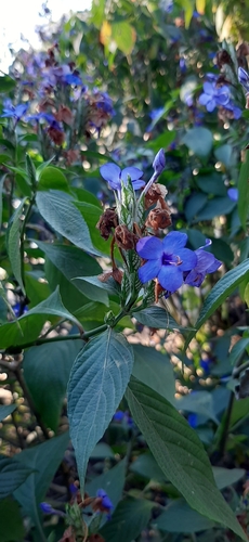 Eranthemum pulchellum