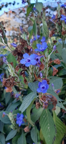 Eranthemum pulchellum