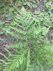 Pteridium caudatum