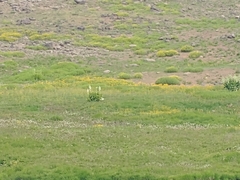 Veratrum californicum