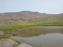 Veratrum californicum