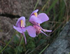 Utricularia reniformis