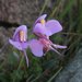 Utricularia reniformis - Photo (c) Vilseskogen, some rights reserved (CC BY-SA), uploaded by Vilseskogen