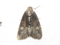 Neoligia subjuncta