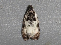 Olethreutes malana