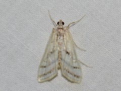 Parapoynx badiusalis