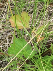 Geum macrophyllum perincisum