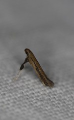 Caloptilia hypericella