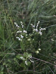 Mitreola