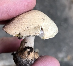 Agaricus comtulus