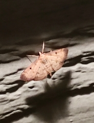 Herpetogramma fluctuosalis