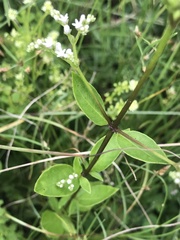 Mitreola