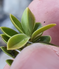 Veronica canterburiensis